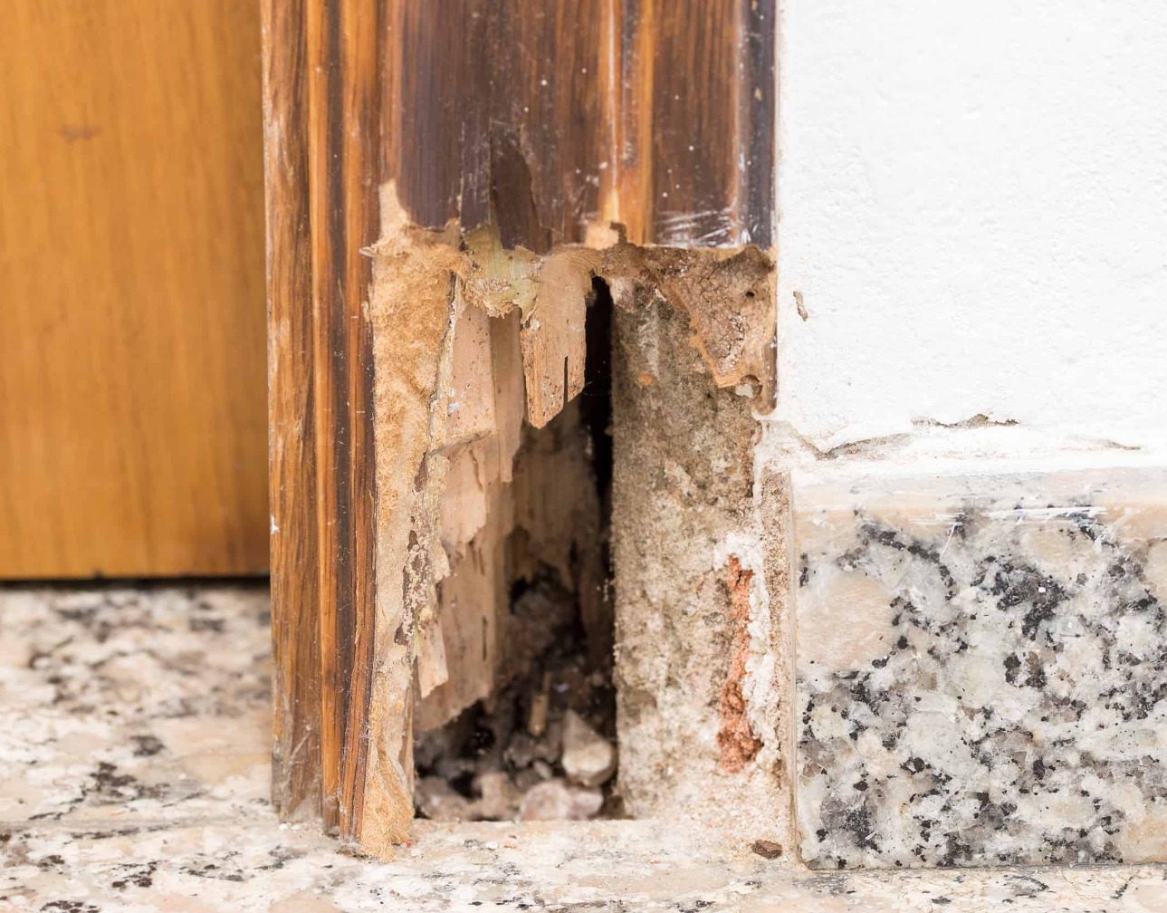 Fungus and Dry Rot Etc.